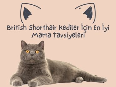 British Shorthair Kediler İçin En İyi Mama Tavsiyeleri.