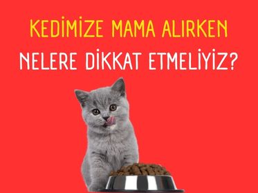 Kedi Maması Alırken Nelere Dikkat Etmeliyiz?