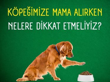 Köpeğinize Mama Alırken Nelere Dikkat Etmelisiniz?