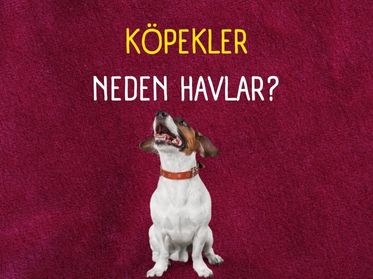 Köpekler Neden Havlar?