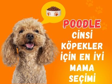 Poodle Köpekler İçin En İyi Mama Seçimi