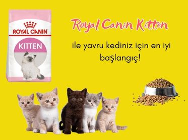 Royal Canin Kitten ile Yavru Kediniz İçin En İyi Başlangıç!