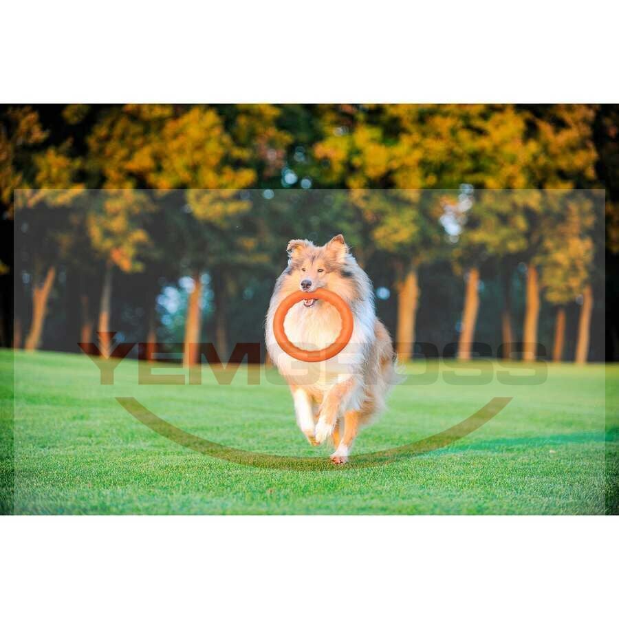 62384-PitchDog30, fetch ring (diameter 28 cm) orange