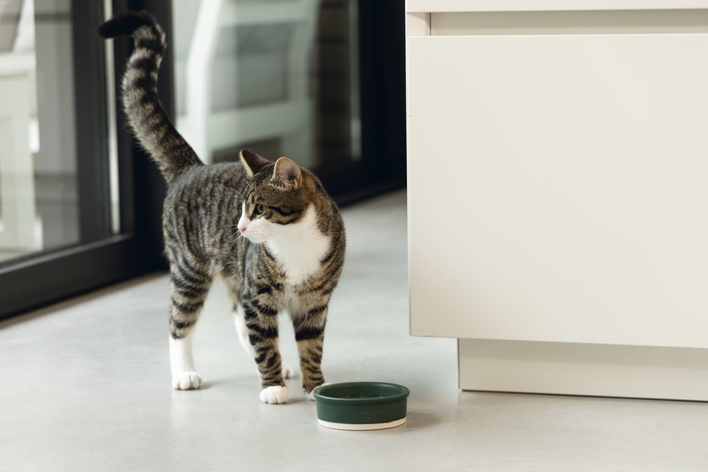 Beeztees DBL Kedi Mama Su Kabı, Seramik, Mat Yeşil, 12cm, 300ml