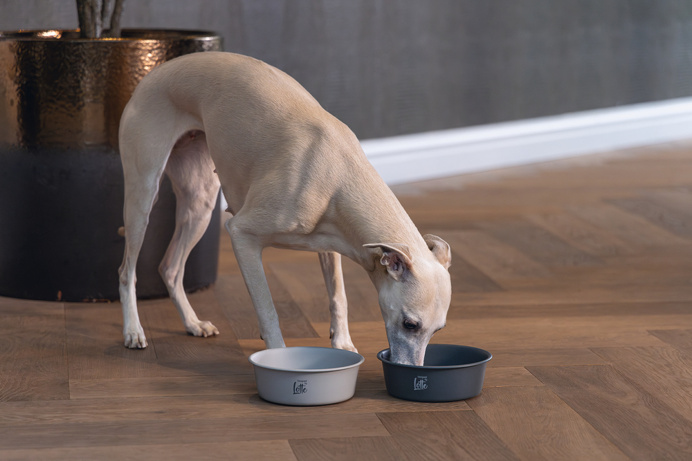 Beeztees DBL Köpek Mama Su Kabı, Mat Siyah Paslanmaz Çelik, 16cm, 940ml