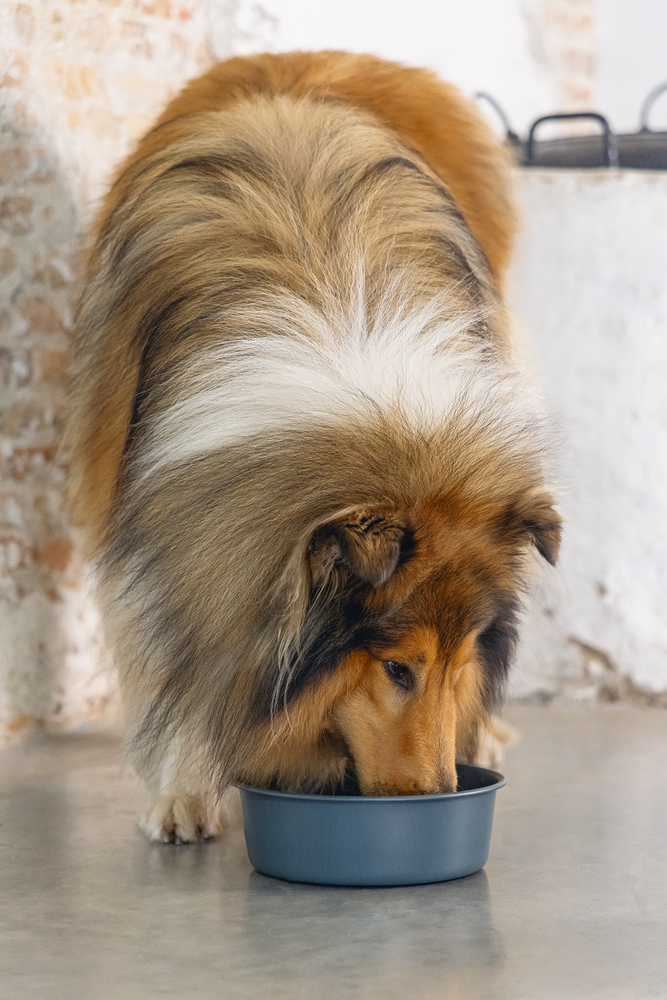 Beeztees DBL Köpek Mama Su Kabı, Mat Siyah Paslanmaz Çelik, 20cm, 1,9L