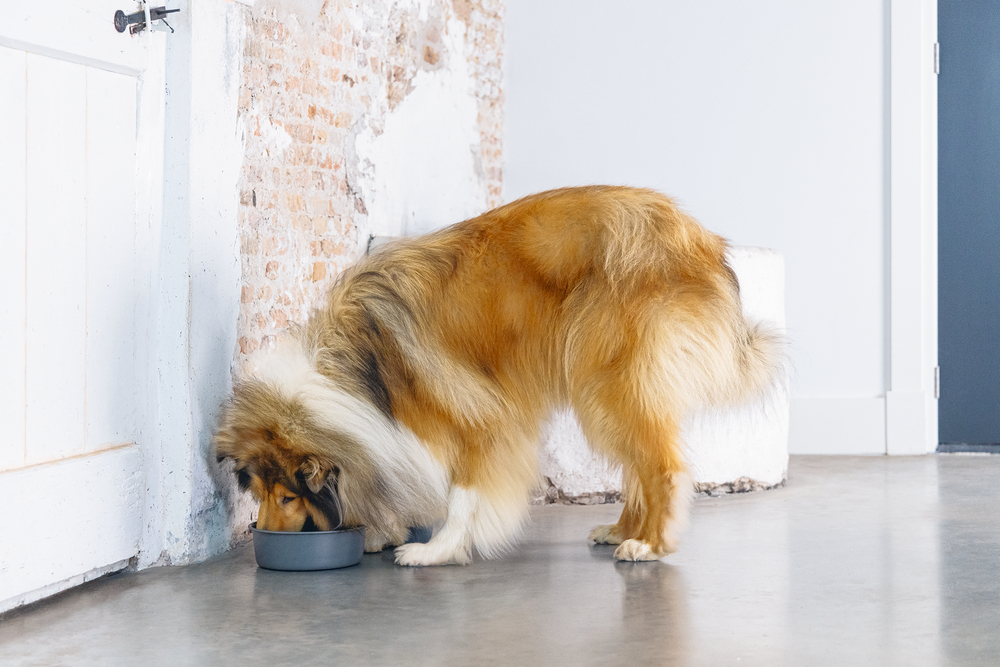 Beeztees DBL Köpek Mama Su Kabı, Mat Siyah Paslanmaz Çelik, 20cm, 1,9L