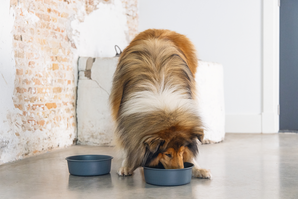 Beeztees DBL Köpek Mama Su Kabı, Mat Siyah Paslanmaz Çelik, 20cm, 1,9L