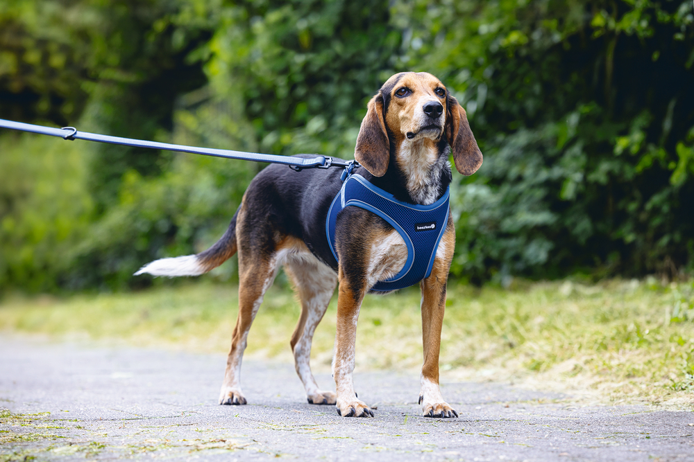 Beeztees Köpek Göğüs Tasması, Neopren, Mavi, M, 41-46cm