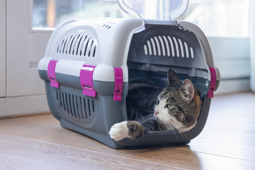 Beeztees Köpek veya Kedi Taşıma Kabı, Gri/Pembe, 51x34,5x33cm