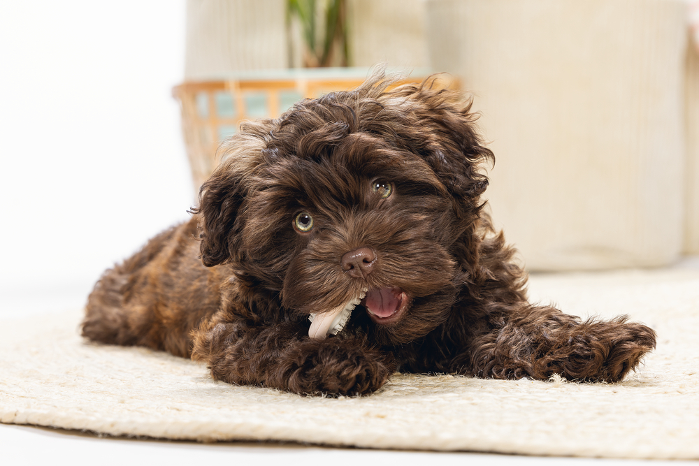 Beeztees Yavru Köpek Diş Oyuncağı, İçi Dolu Halka, Kauçuk, Pembe, 10cm