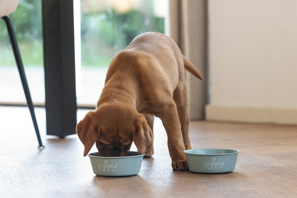 Beeztees Yavru Köpek Mama Su Kabı, Paslanmaz Çelik, Kaymaz Taban, Turkuaz, 13cm, 470ml