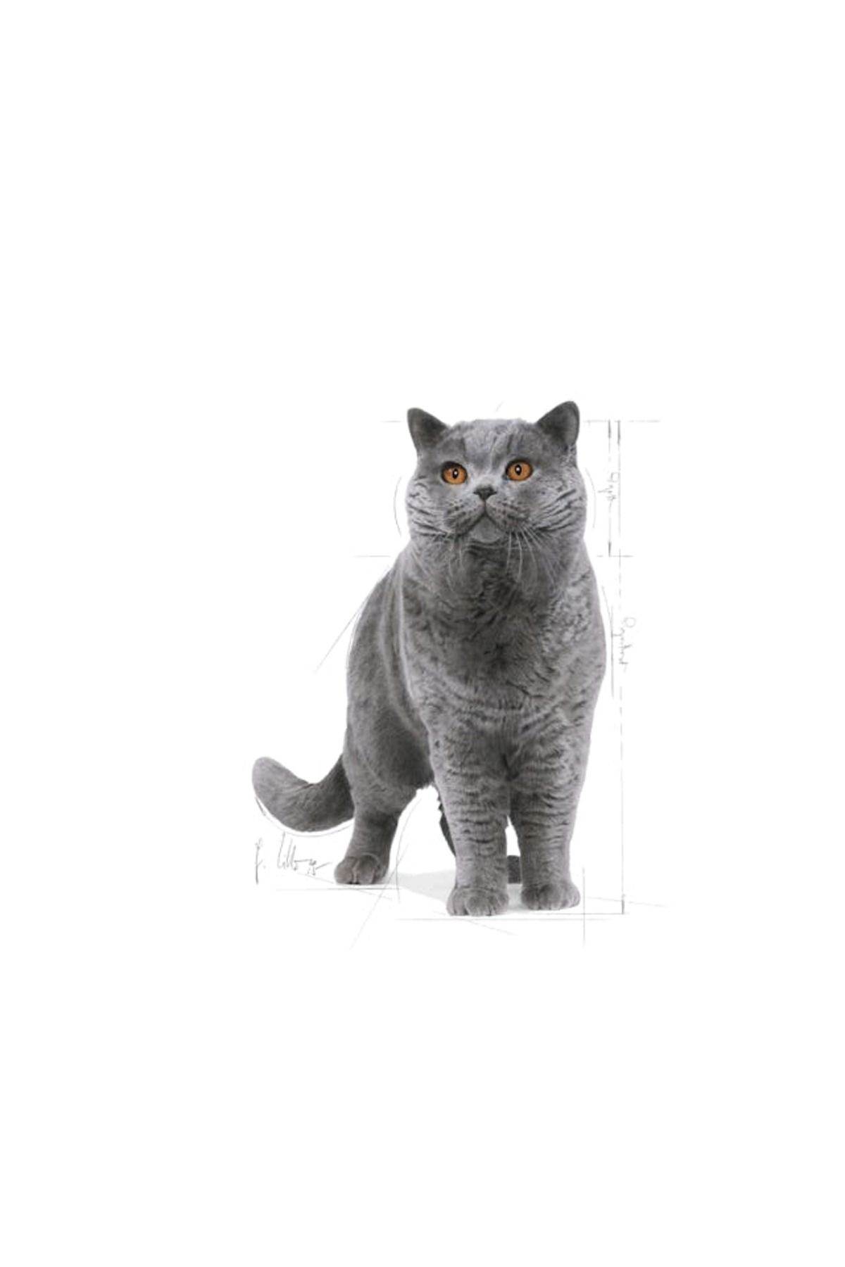 British Shorthair Adult Kedi Kuru Maması 2 Kg
