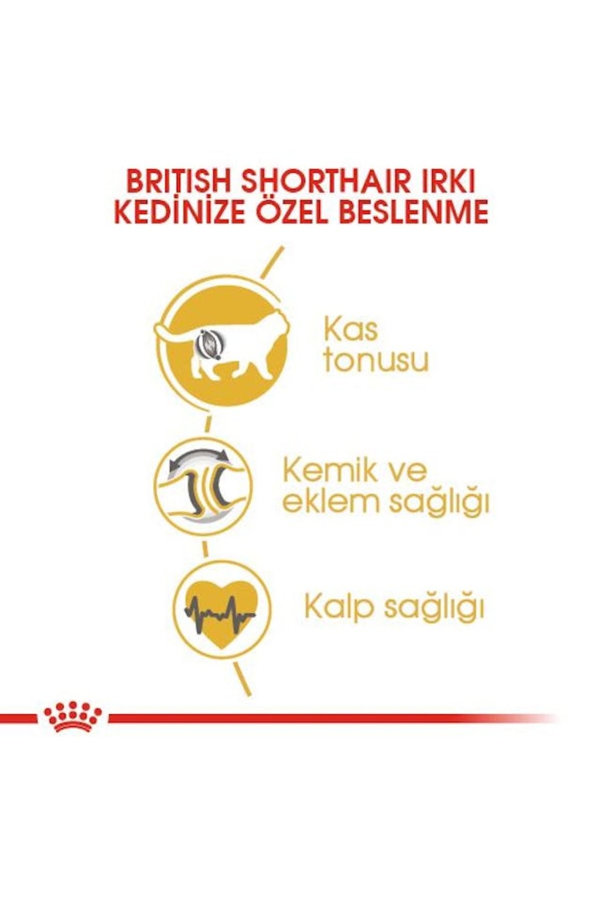 British Shorthair Adult Kedi Kuru Maması 2 Kg