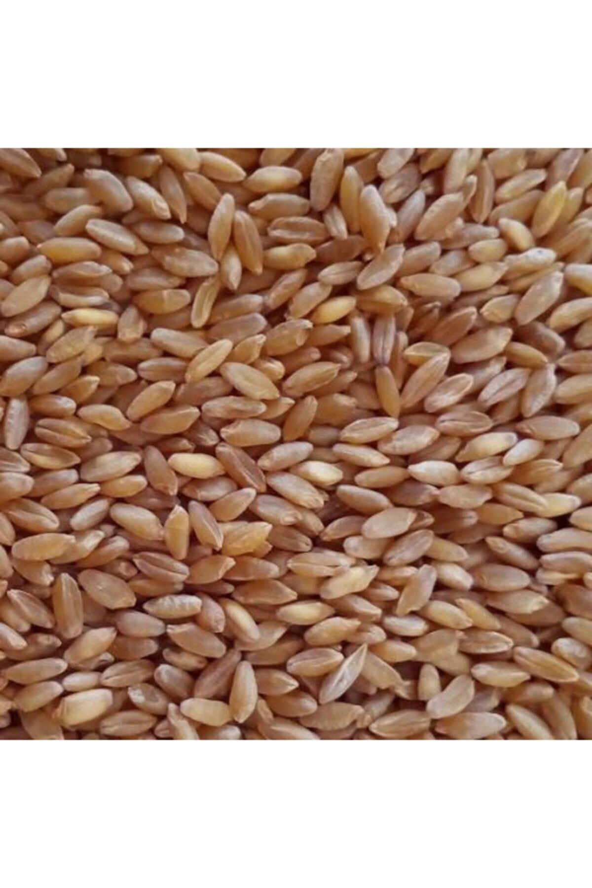 Buğday Yüksek Proteinli-25 Kg