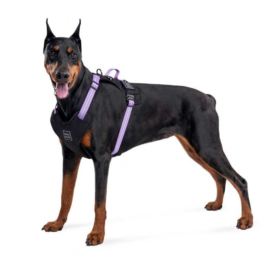 Collar Waudog Fosforlu ve QR Pasaportlu Köpek Göğüs Tasması XL Mor 25mm (52519)