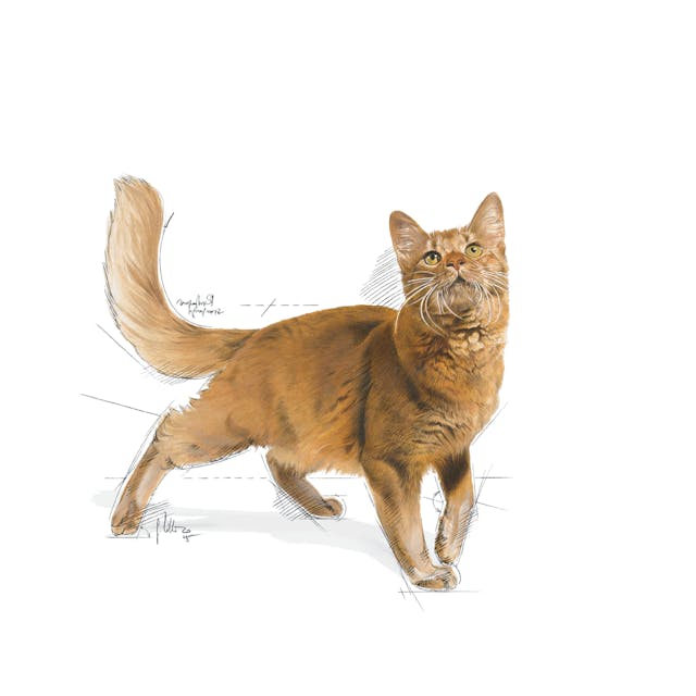 Royal Canin Fit 32 Yetişkin Kedi Maması 10 Kg Royal Canin Fit 32 Yetişkin Kedi Maması 10 Kg