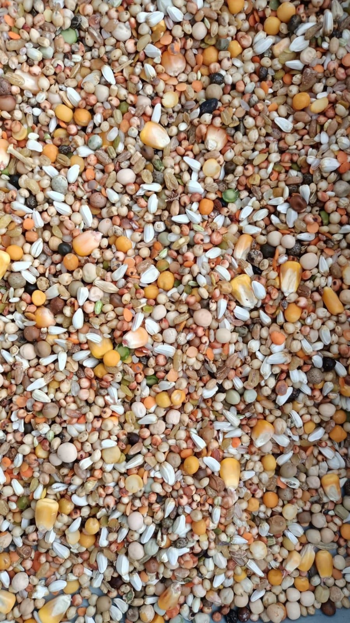 Güvercin Karışık Yem-10 Kg