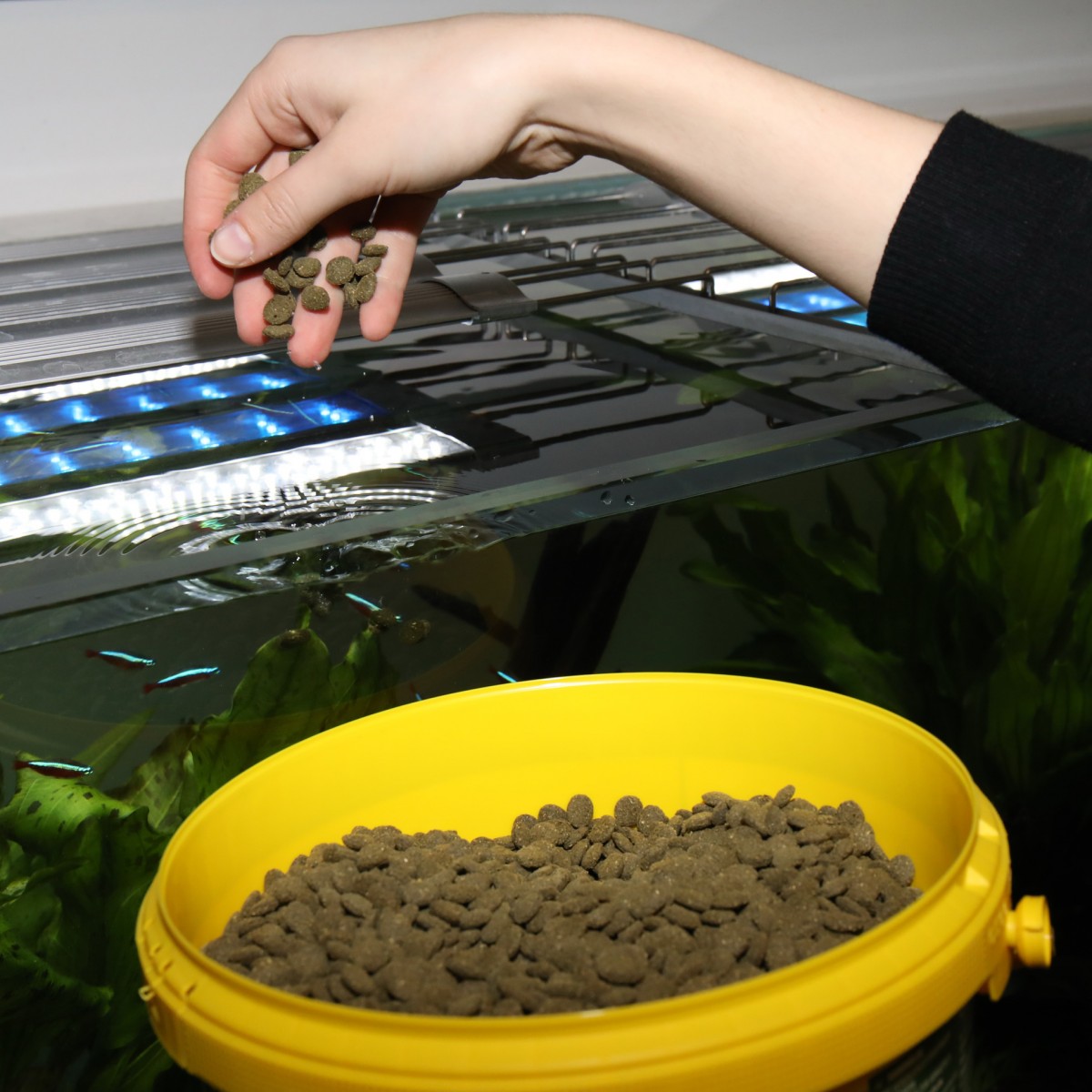 Jbl Pronovo Pleco Wafer M 5,5l