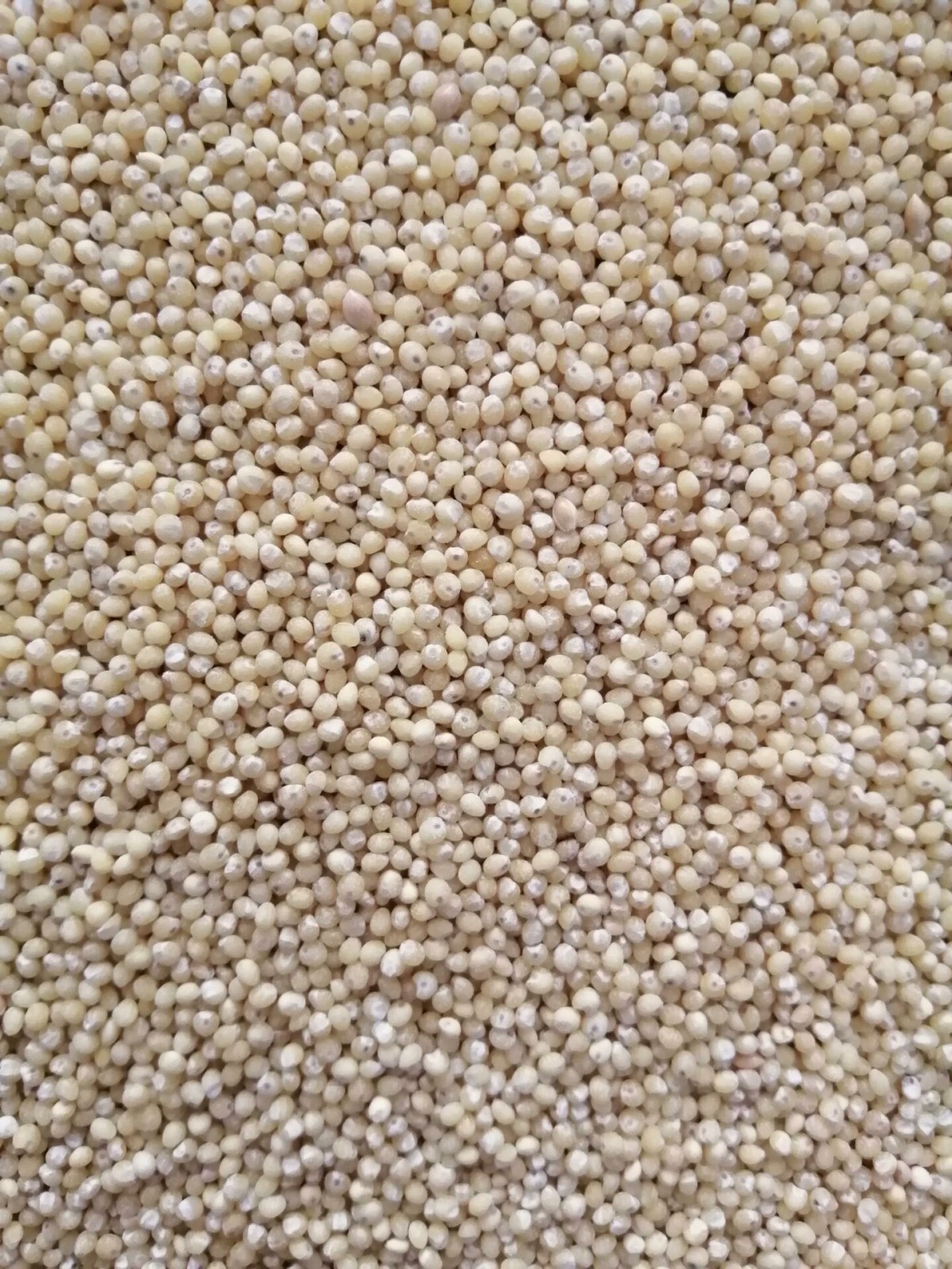 Kabuksuz Darı-5 Kg