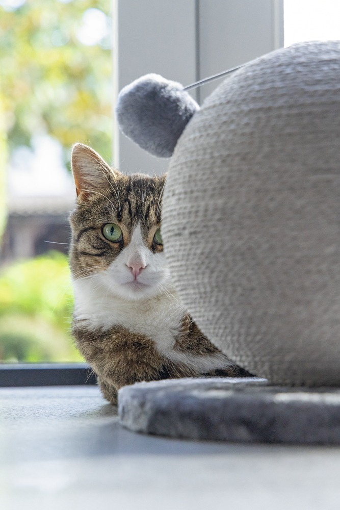 Karlıe Kedi Tırmalama Küresi Bolly Gri 30.5cm