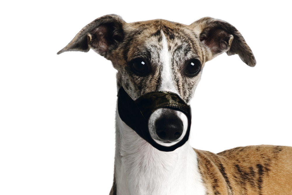 Karlıe Köpek Ağızlığı Xs Karlıe Köpek Ağızlığı Xs