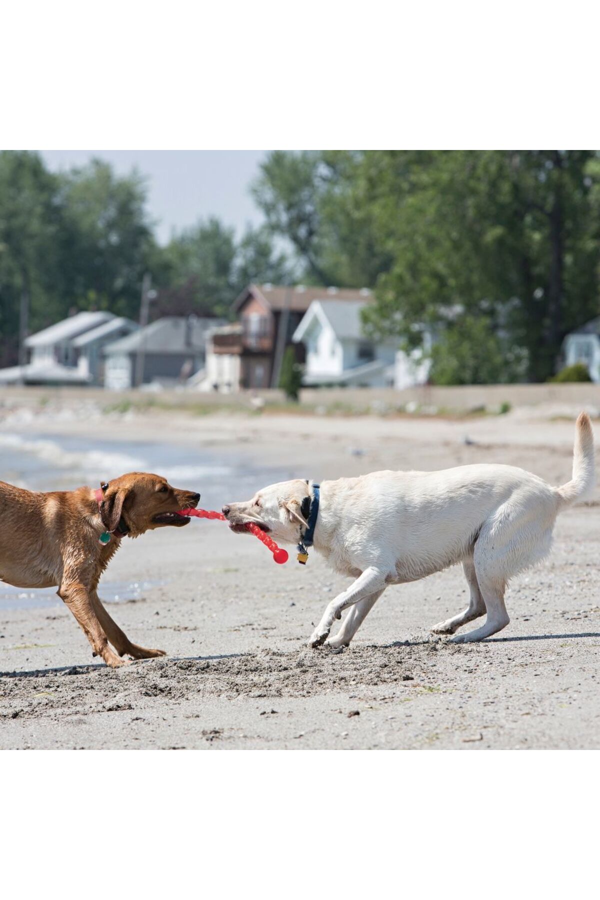 Kong Safestix Termoplastik Köpek Oyuncağı M 51cm