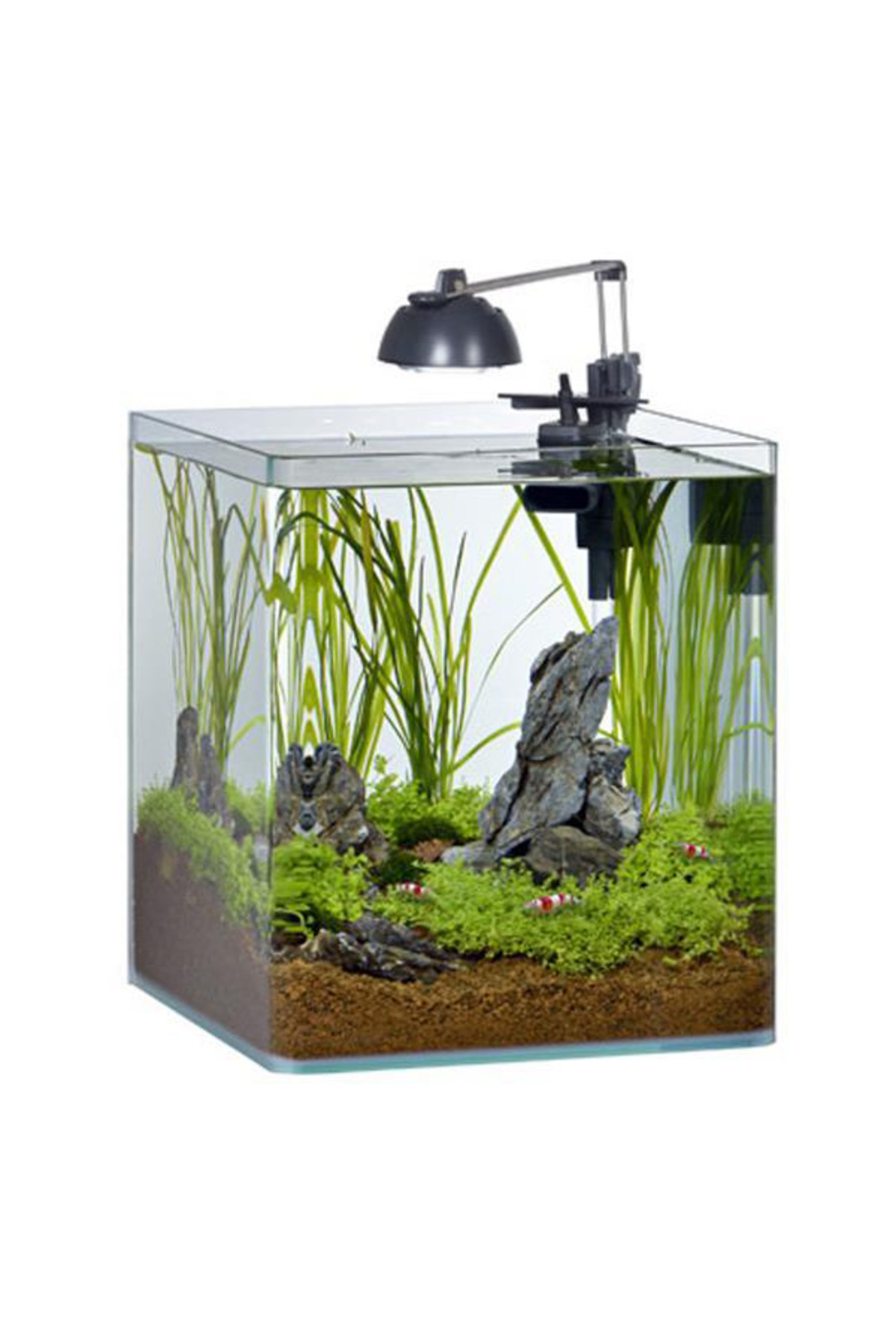 NANO SHRIMP 35