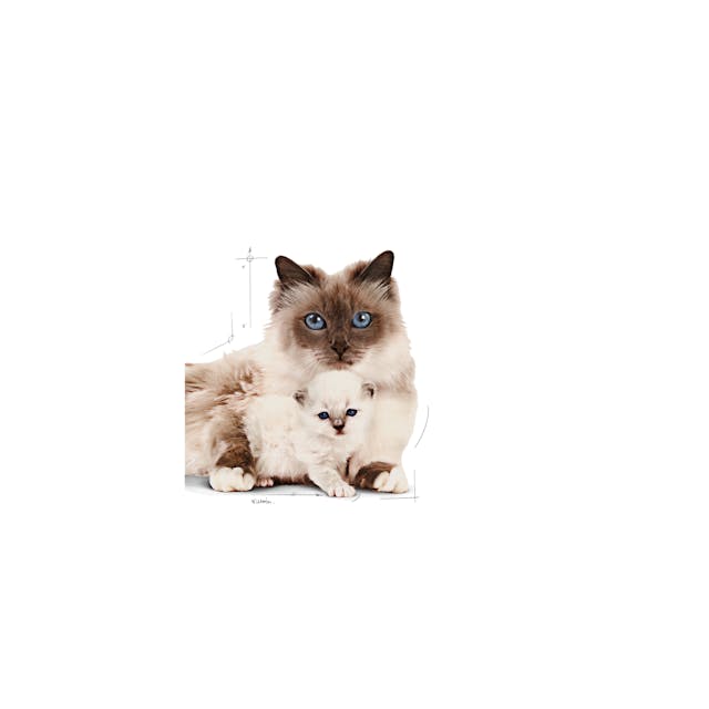 Royal Canin Mother & Babycat Anne ve Yavru Kedi Maması 2 Kg