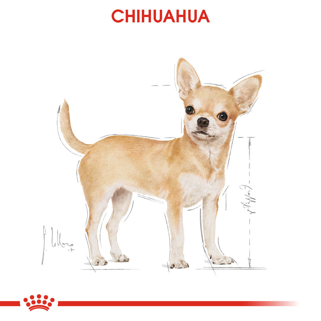 Royal Canin Chihuahua Yetişkin Yaş Köpek Mama Pouch 85 gr