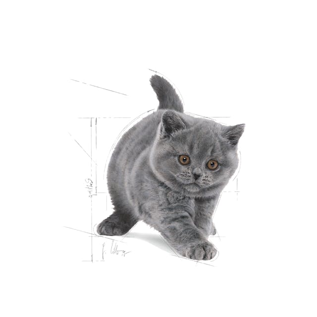 Royal Canin British Shorthair Kitten Yavru Kedi Maması 2 Kg Royal Canin British Shorthair Kitten Yavru Kedi Maması 2 Kg