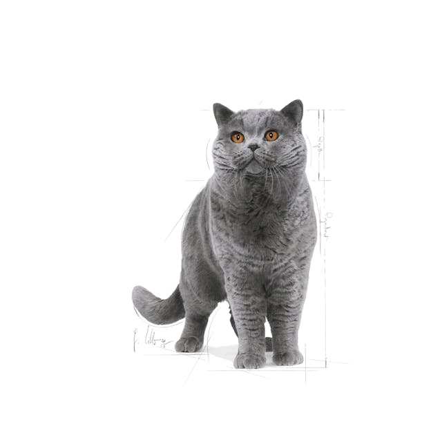Royal Canin British Shorthair Adult Yetişkin Kedi Maması 2 Kg