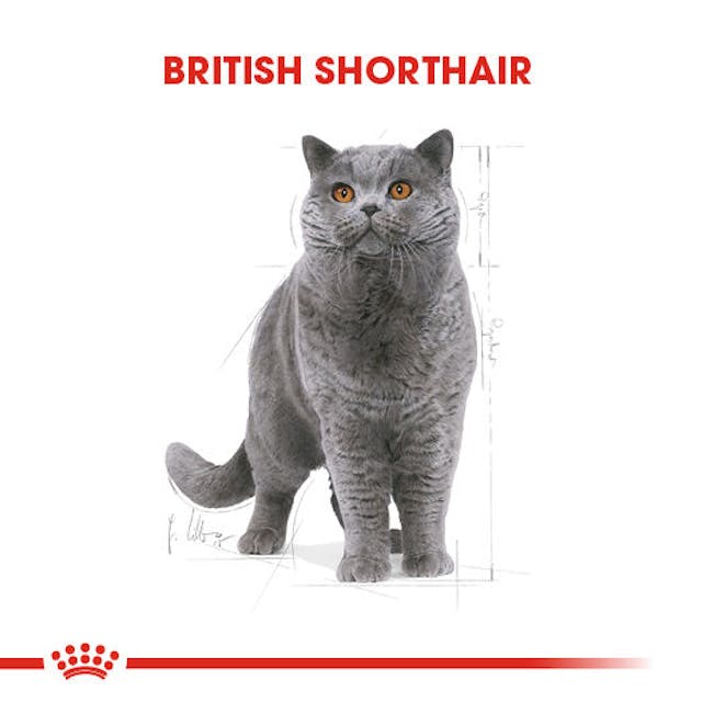 Royal Canin British Shorthair Adult Yetişkin Kedi Maması 2 Kg Royal Canin British Shorthair Adult Yetişkin Kedi Maması 2 Kg