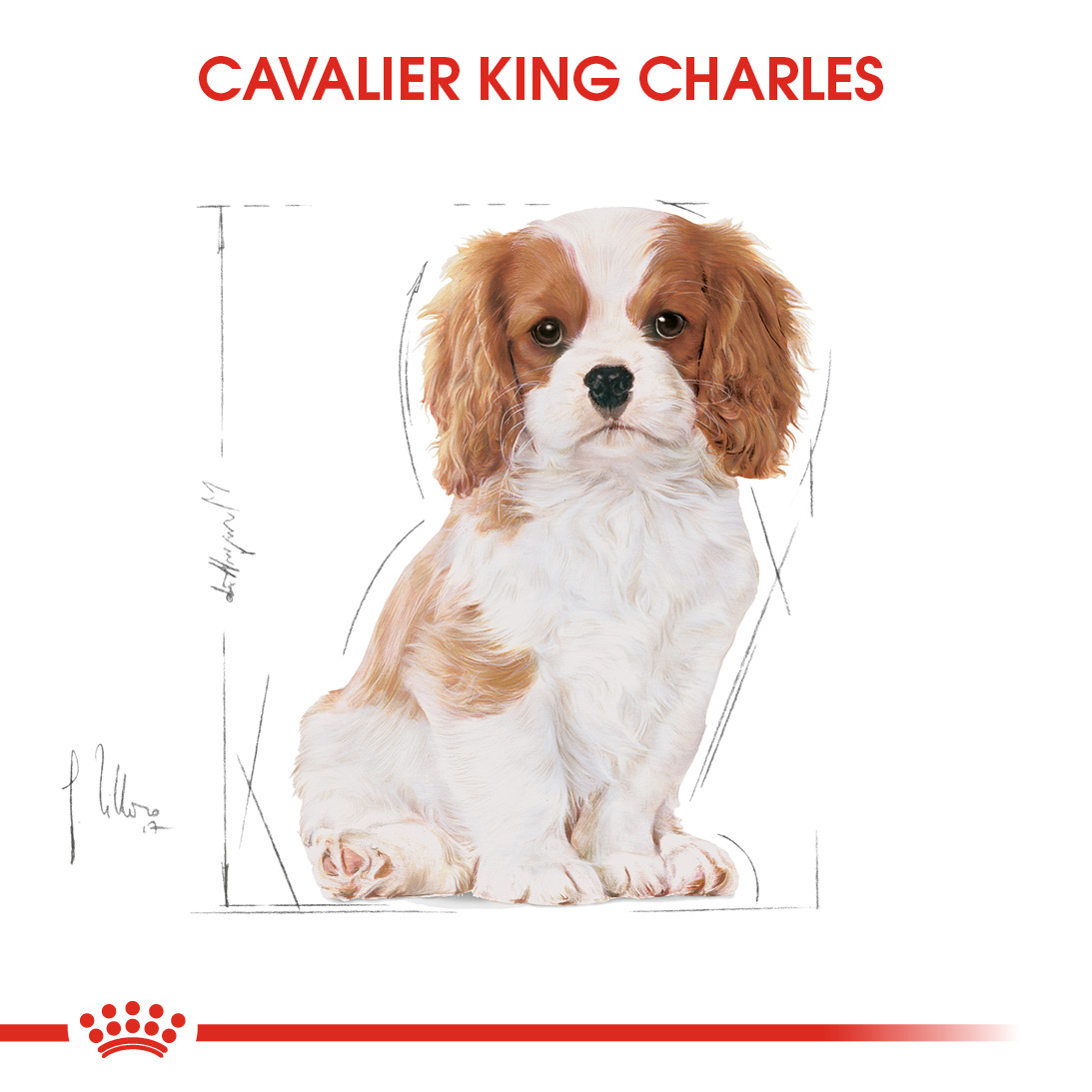 Royal Canin Cavalier King Charles Puppy Yavru Köpek Maması 1,5 Kg Royal Canin Cavalier King Charles Puppy Yavru Köpek Maması 1,5 Kg