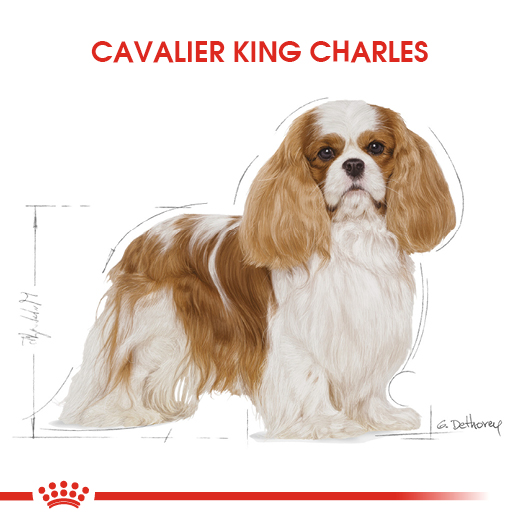 Royal Canin Cavalier King Charles Adult Yetişkin Köpek Maması 1,5 Kg