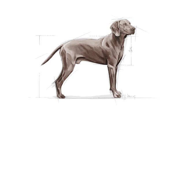 Royal Canin Maxi Dermacomfort Adult Yetişkin Köpek Maması 12 Kg