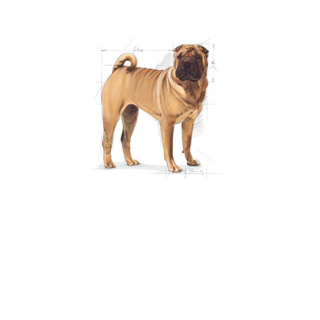 Royal Canin Medium Dermacomfort Adult Yetişkin Köpek Maması 12 Kg