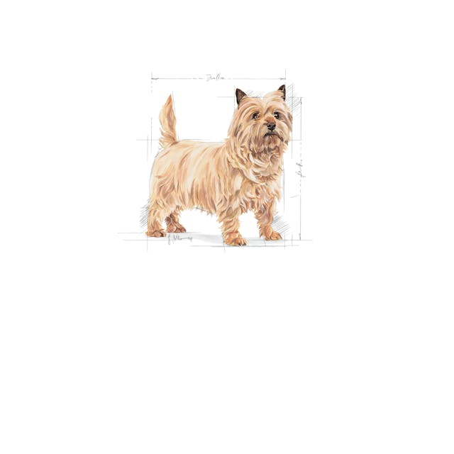 Royal Canin Mini Light Weight Care Küçük Irk Diyet Köpek Maması 3 Kg
