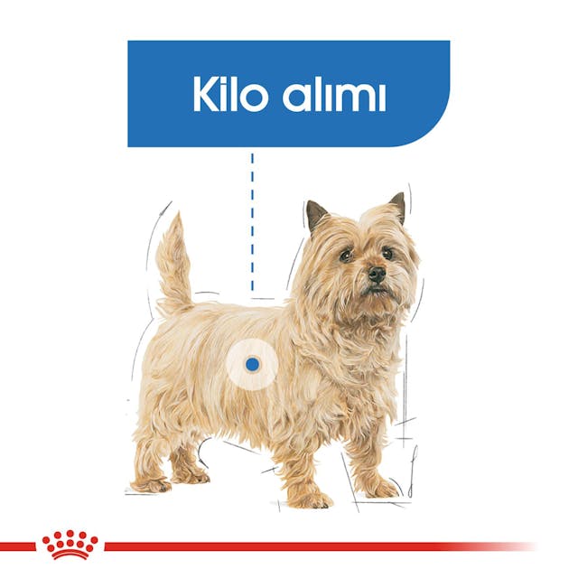 Royal Canin Mini Light Weight Care Küçük Irk Diyet Köpek Maması 3 Kg
