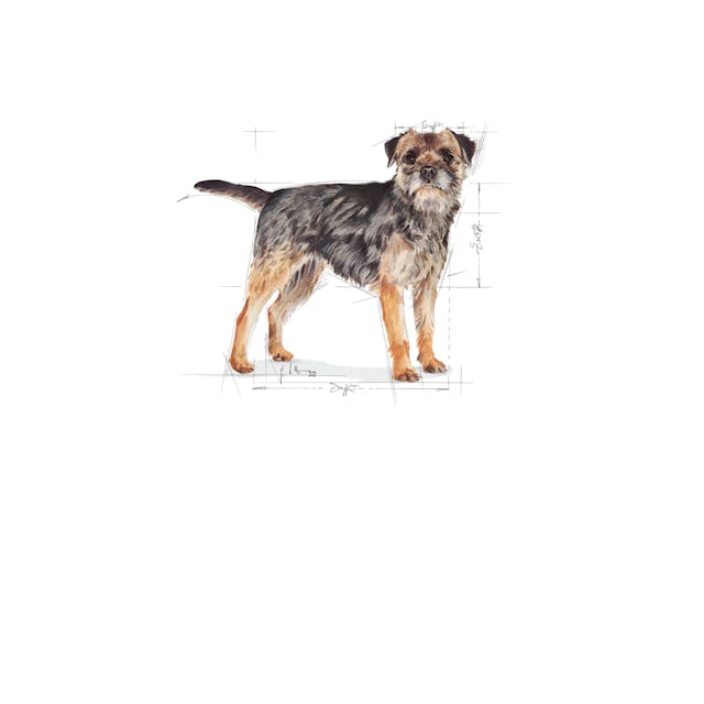 Royal Canin Mini Sterilised Küçük Irk Kısırlaştırılmış Yetişkin Köpek Maması 3 Kg