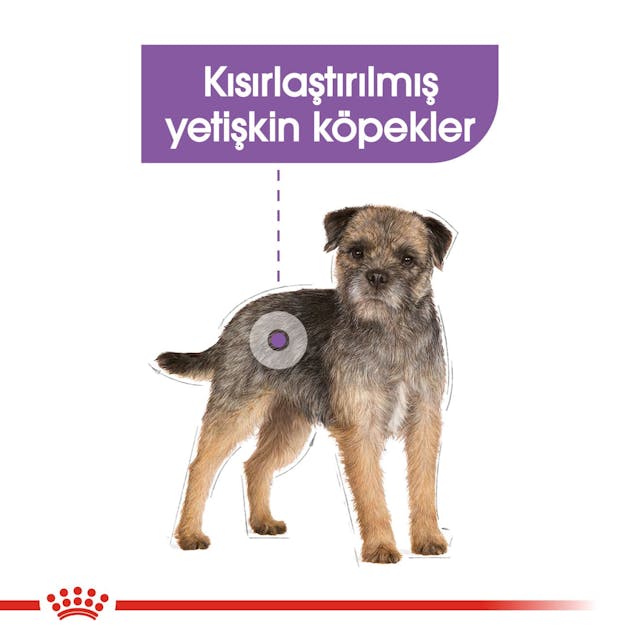 Royal Canin Mini Sterilised Küçük Irk Kısırlaştırılmış Yetişkin Köpek Maması 3 Kg Royal Canin Mini Sterilised Küçük Irk Kısırlaştırılmış Yetişkin Köpek Maması 3 Kg