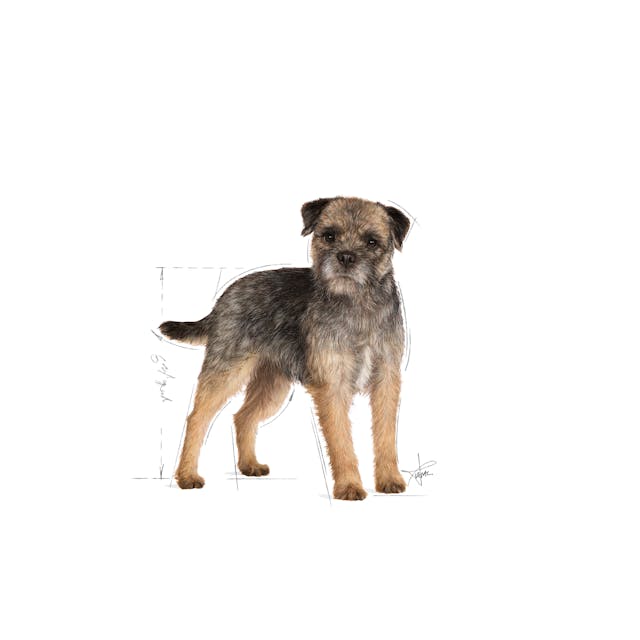 Royal Canin CCN Mini Sterilised Adult Kısırlaştırılmış Köpek Pouch Konserve Yaş Mama 85 Gr