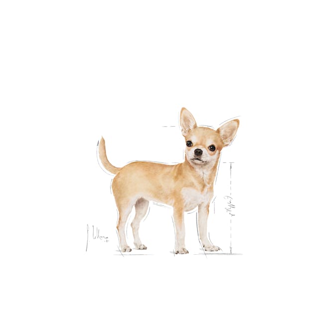 Royal Canin Chihuahua Adult Yetişkin Köpek Maması 1,5 Kg