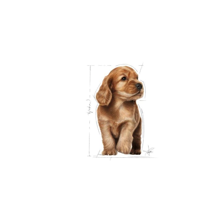 Royal Canin Cocker Junior Puppy Yavru Köpek Maması 3 Kg