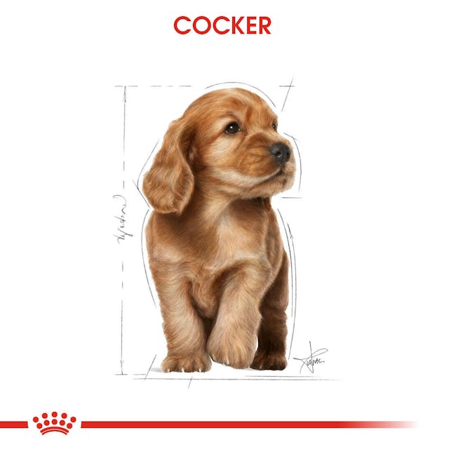 Royal Canin Cocker Junior Puppy Yavru Köpek Maması 3 Kg