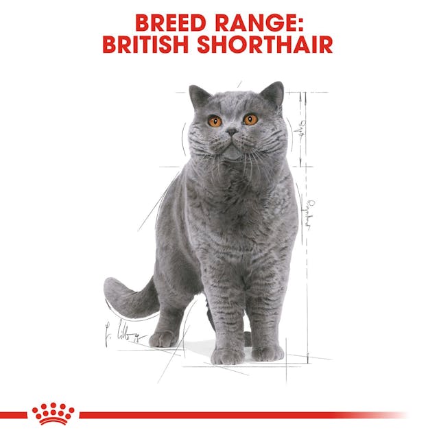 Royal Canin British Shorthair Yaş Kedi Maması Pouch 85gr