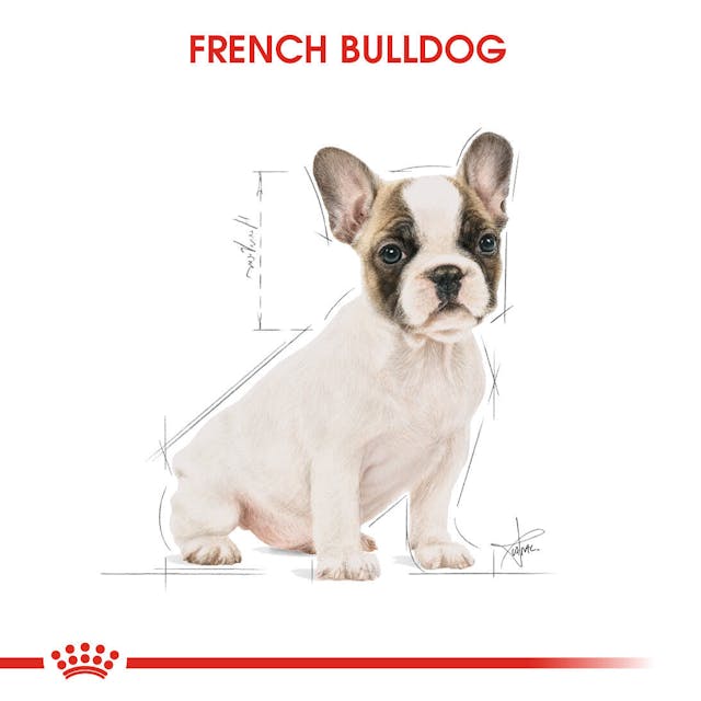 Royal Canin French Bulldog Puppy Yavru Köpek Maması 3 Kg Royal Canin French Bulldog Puppy Yavru Köpek Maması 3 Kg