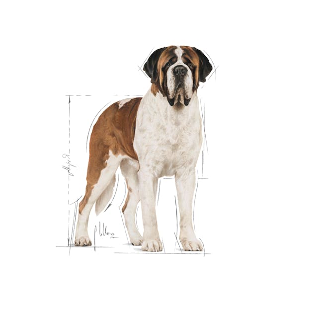 Royal Canin Giant Adult Dev Irk Yetişkin Köpek Maması 15 Kg Royal Canin Giant Adult Dev Irk Yetişkin Köpek Maması 15 Kg