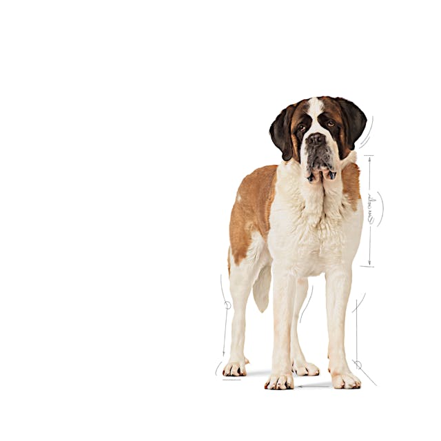 Royal Canin Giant Junior Dev Irk Yavru Köpek Maması 15 Kg