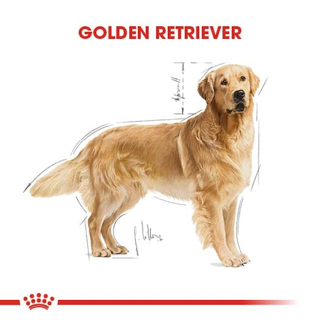 Royal Canin Golden Retriever Adult Yetişkin Köpek Maması 12 Kg